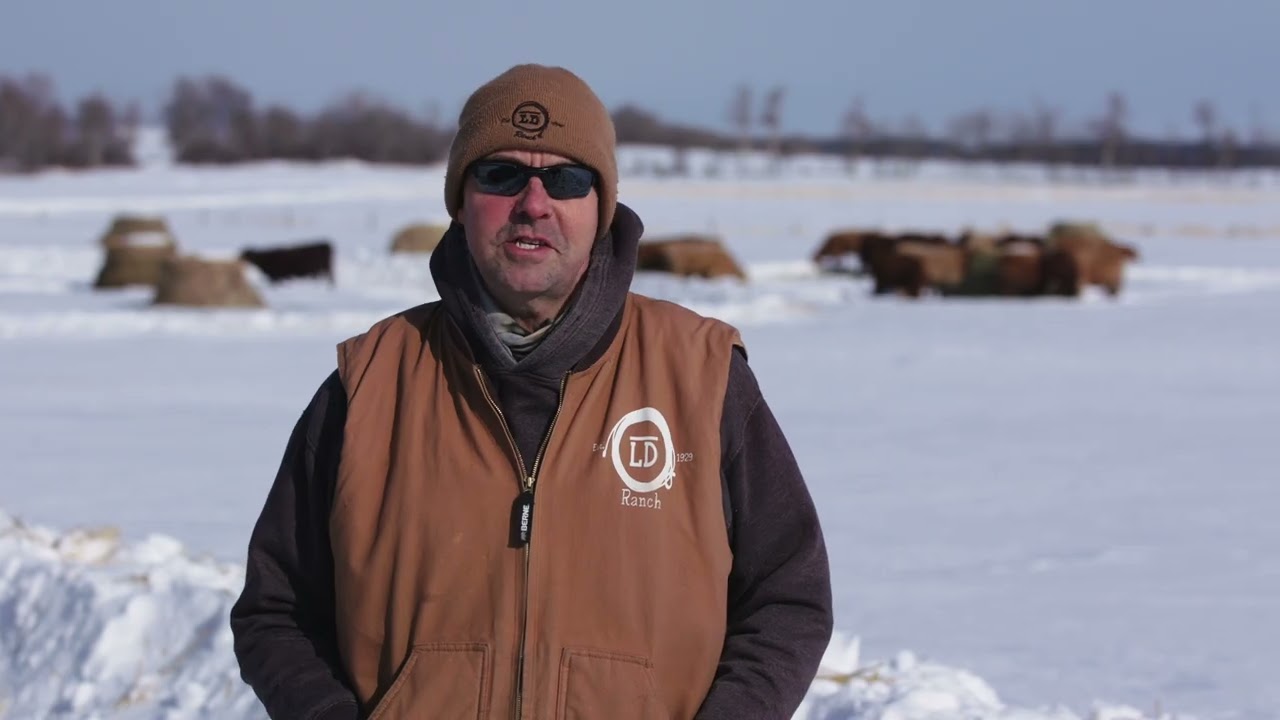 Winter Bale Grazing