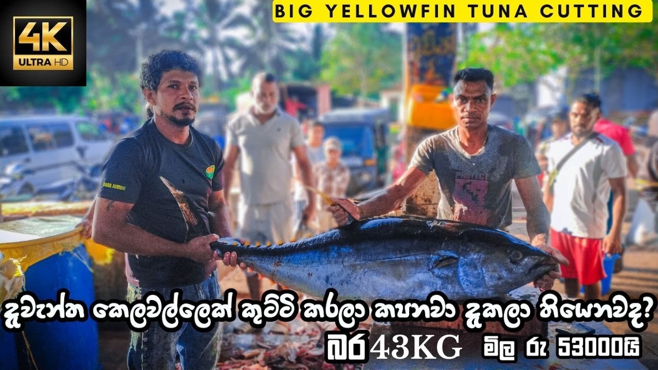 BIG YELLOWFIN TUNA FISH CUTTING | දැවැන්ත කෙලවල්ලෙක් | ඇග හිරිවැටෙන කැපිල්ලක් | 43 KG