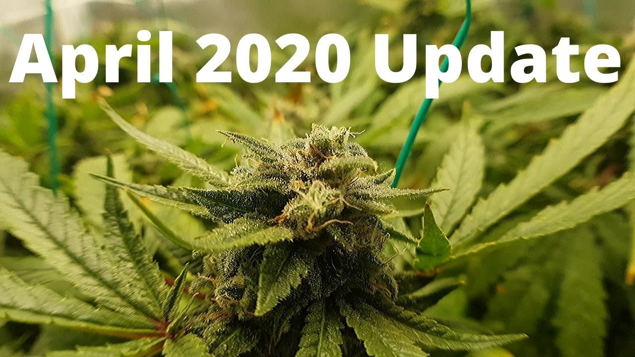 growing weed at home update