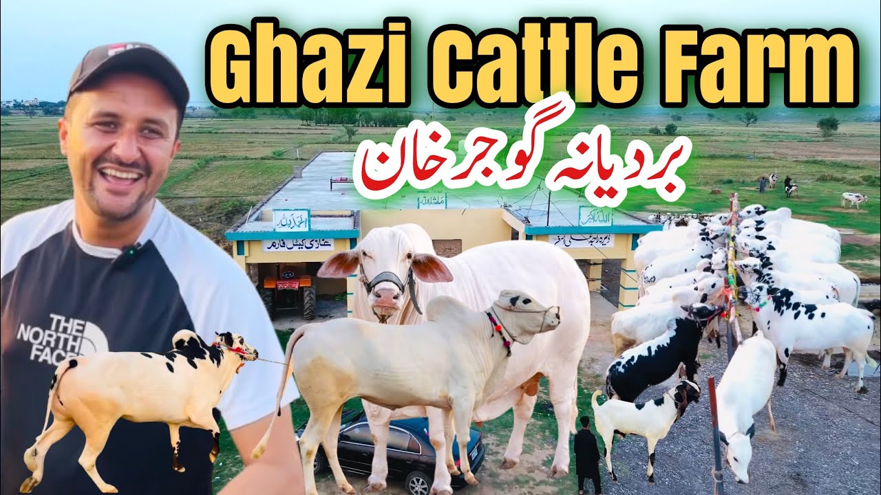 Biggest Cattle Farm Of Gujjar khan || Ghazi cattle Farm Bardayana Gujjar khan