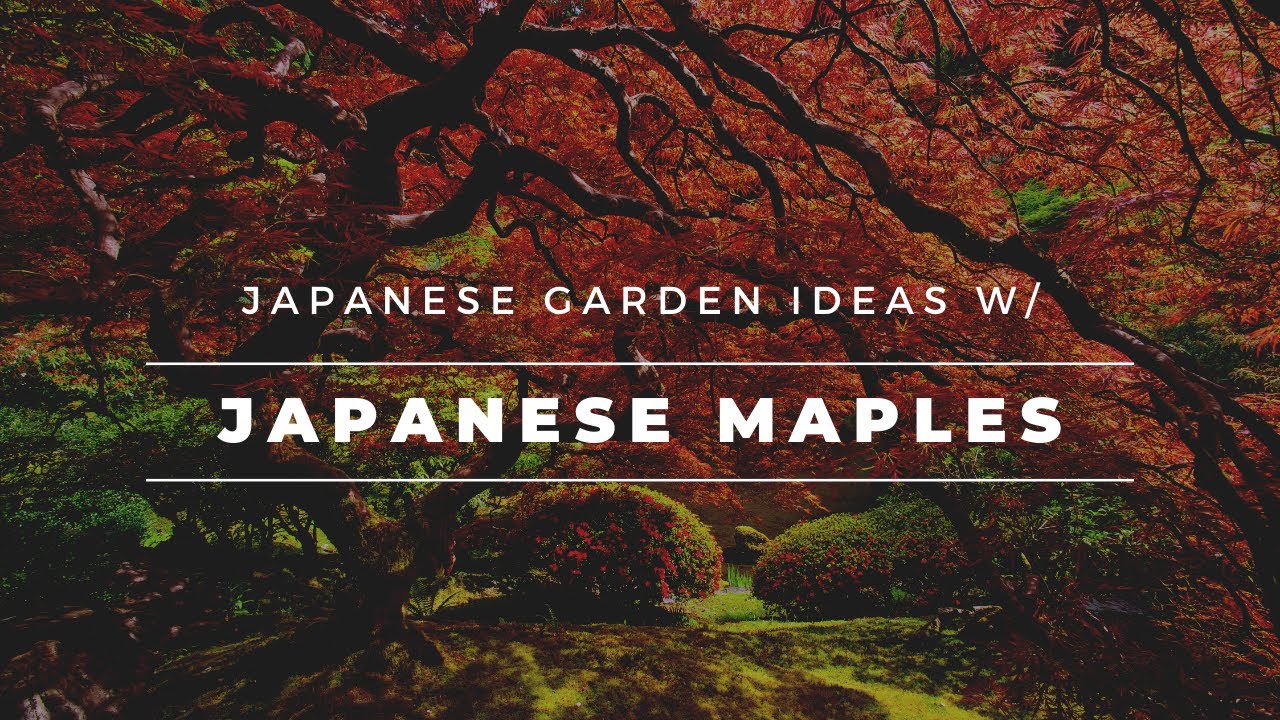 48 Japanese Garden Design Ideas with Japanese Maples