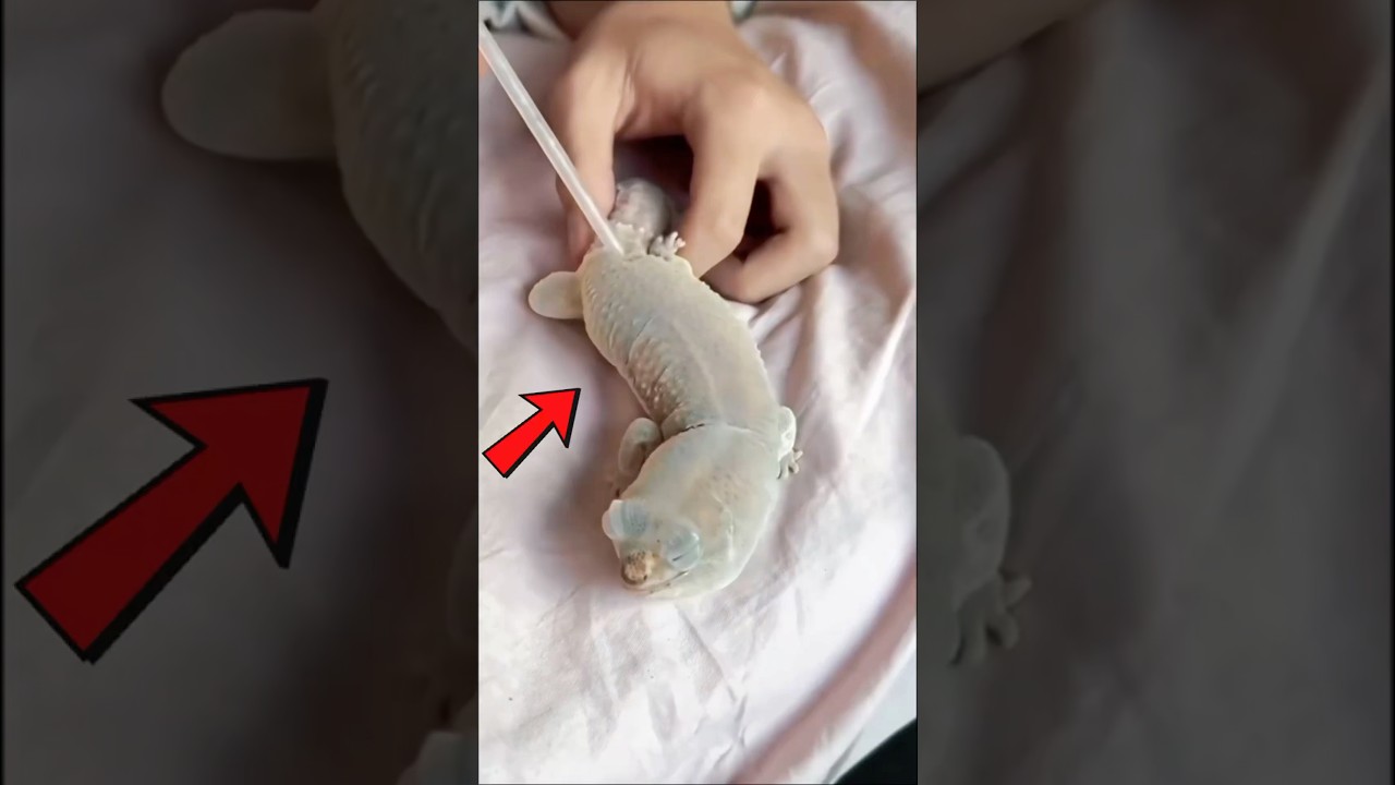 Diese Eidechse braucht Hilfe beim H&auml;uten!🦎