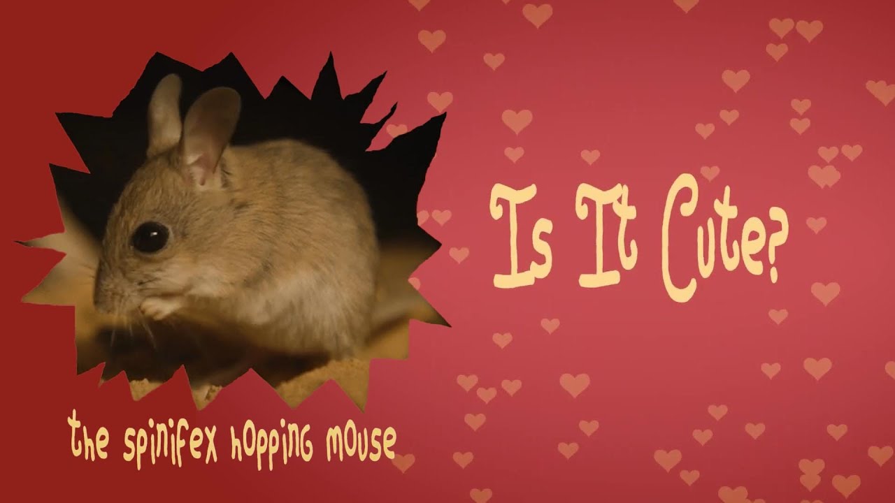 Are Hopping Mice cute?