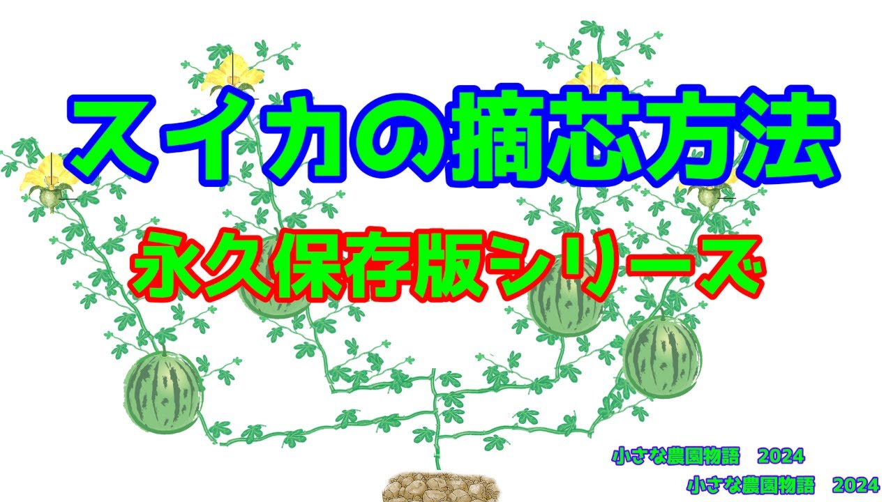 【スイカ】スイカ摘芯方法　永久保存版シリーズ　2024/05　制作