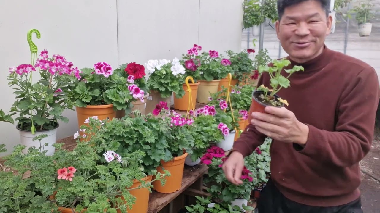 리갈 제라늄 꽃을 오래볼려면