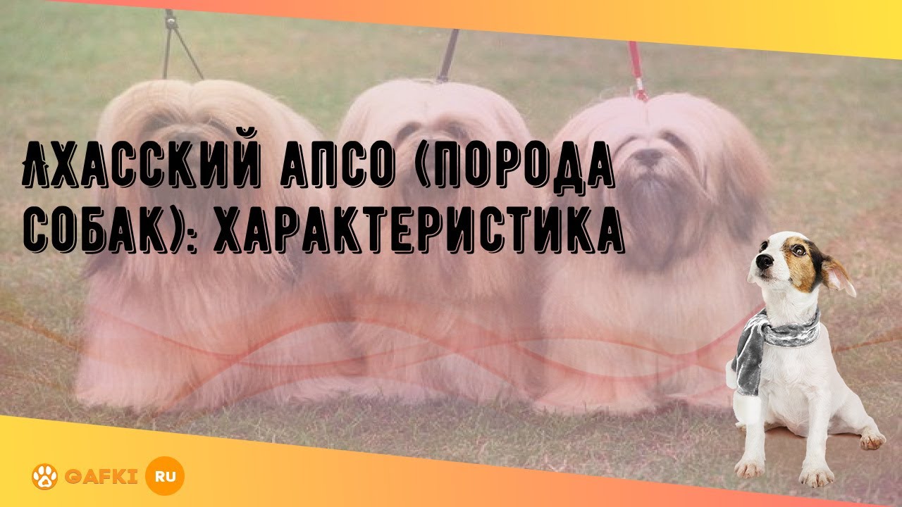 Лхасский апсо (порода собак): характеристика