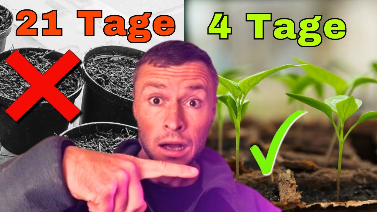 Chilis in 4 TAGEN keimen lassen🌶️Diese geheime Technik kennt fast, NIEMAND!