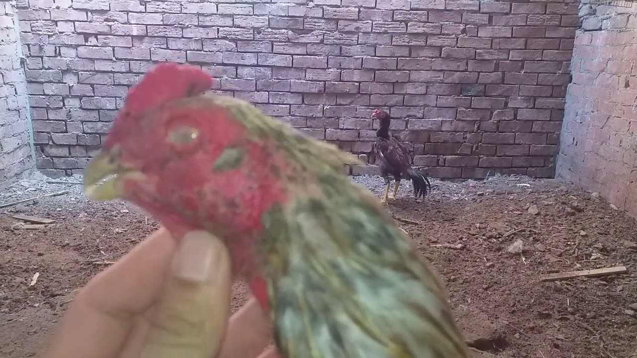 ازاي اعرف ان الديك الهندي ميكاندز او مكيف