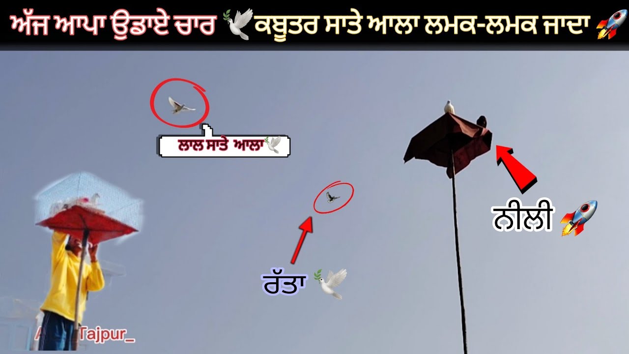 ਅੱਜ ਚਾਰ ਕਬੂਤਰ ਡਾਏ 🕊||ਸਾਤੇ ਆਲਾ ਲਮਕ-ਲਮਕ ਜਾਦਾ ਸੀ 🚀||ਨੀਲੀ ਵੀ ਵਧੀਆ ਉਡੀ 🕊❤‍🔥( watch full video) 