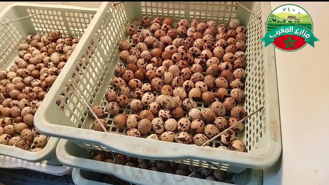 تفقيس بيض السمان للمرة الثانية هد الموسم.