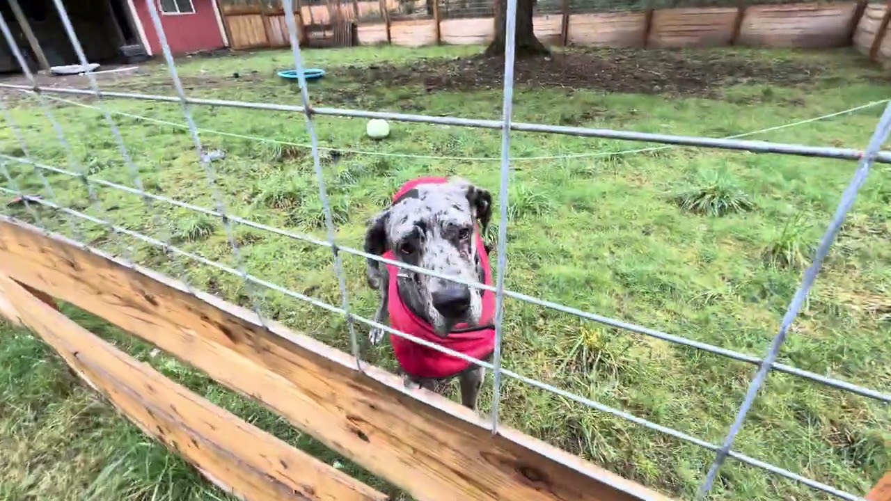 Great Dane Rescue & Sanctuary 