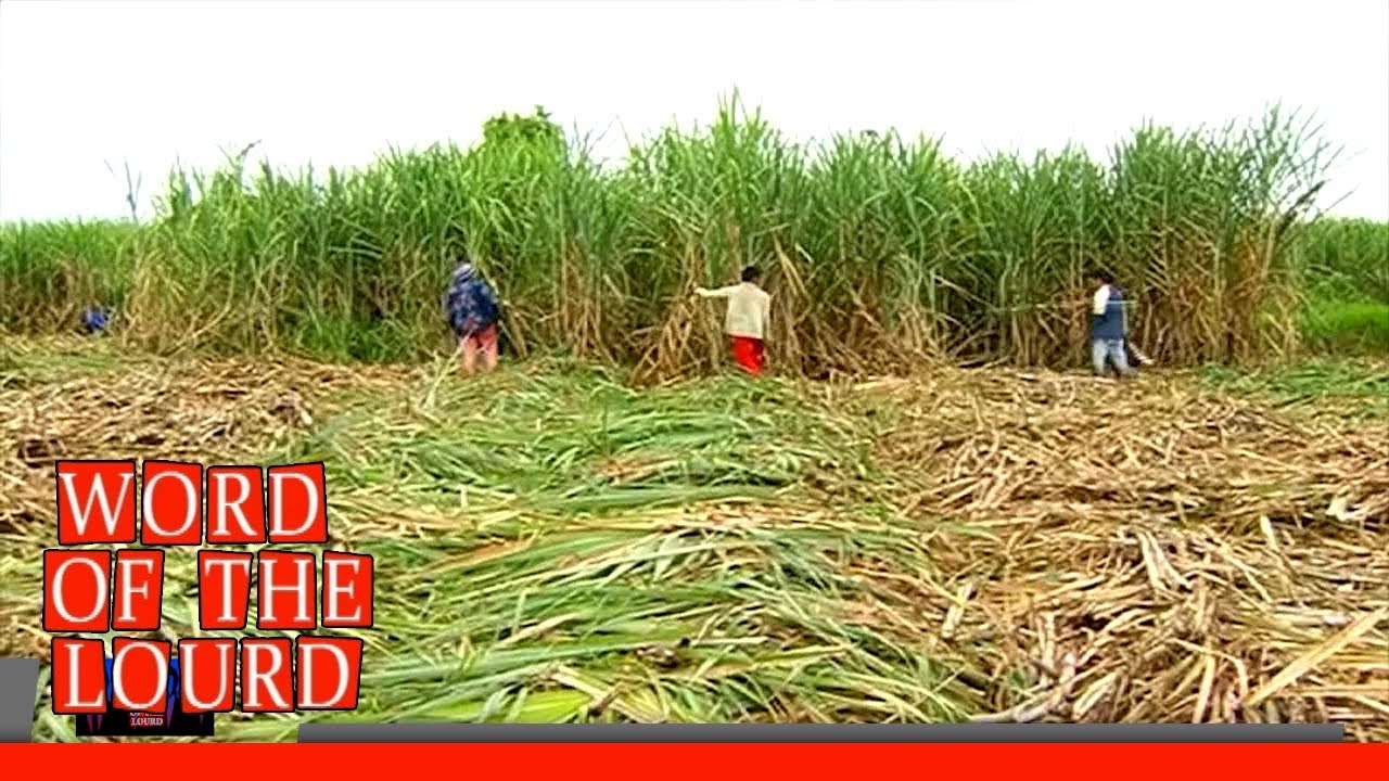 Mga sakada, lugmok pa rin sa hirap sa gitna ng pagtaas ng presyo ng asukal