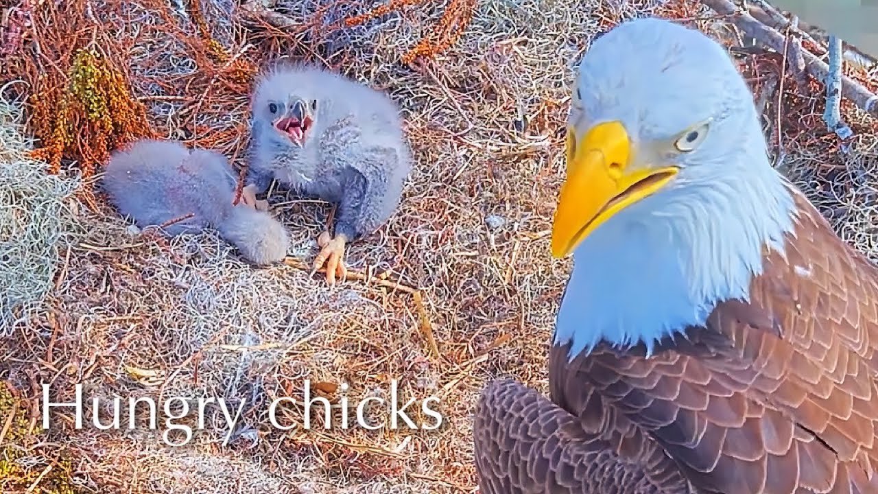 #45🦅🐥13°🐥8°／Winter Park Eagle Nest 2026／Against All Odds:One-Eyed Mom Eagle／by Winter Park Eagle Cam