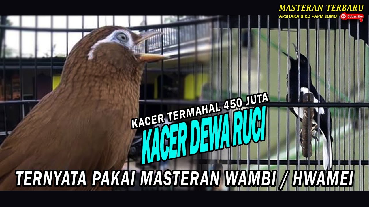 KACER TERMAHAL TERNYATA PAKAI MASTERAN INI...!! PECINTA KICAU MANIA WAJIB COBA....