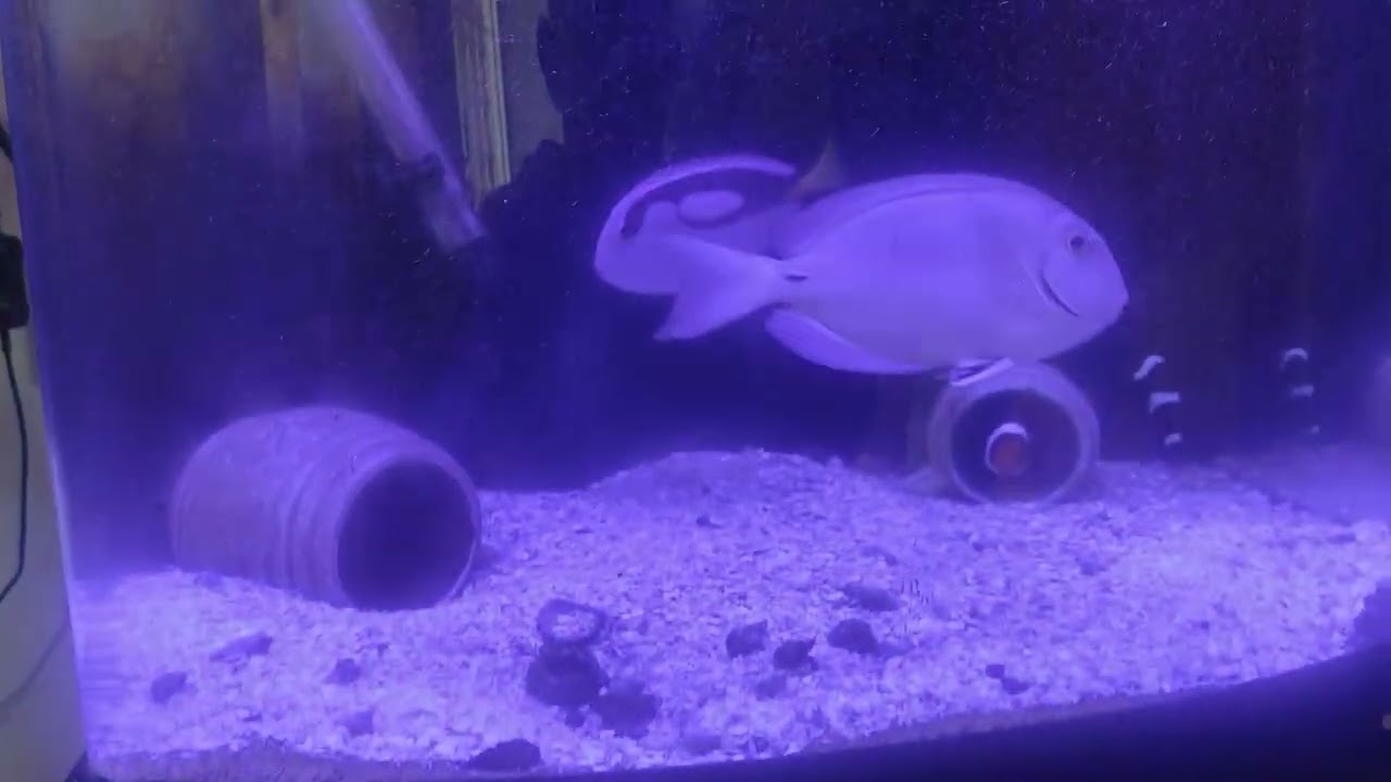 Coloquei uma luminária no aquário marinho 2 refletor azul e 3 refletor branca
