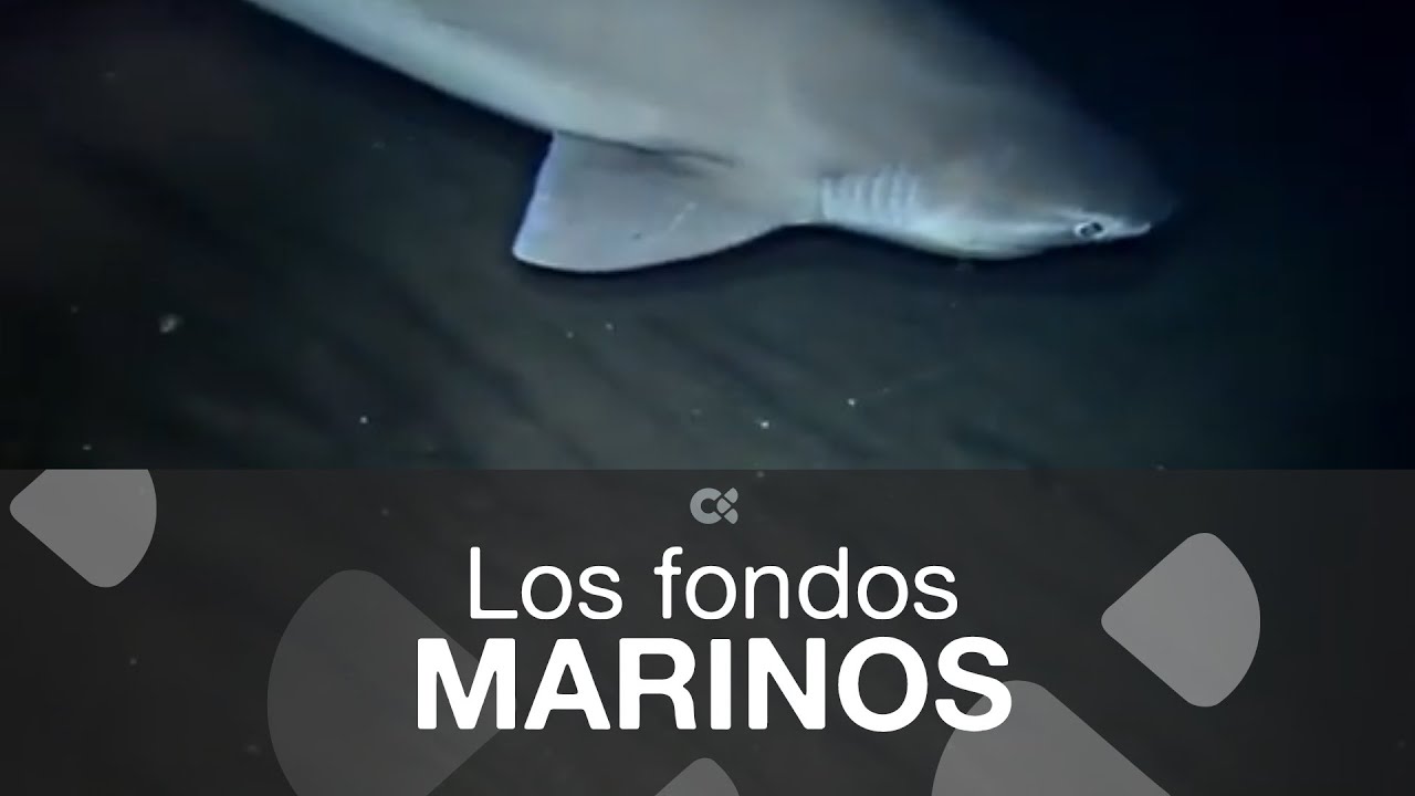Los fondos marinos como nunca vistos