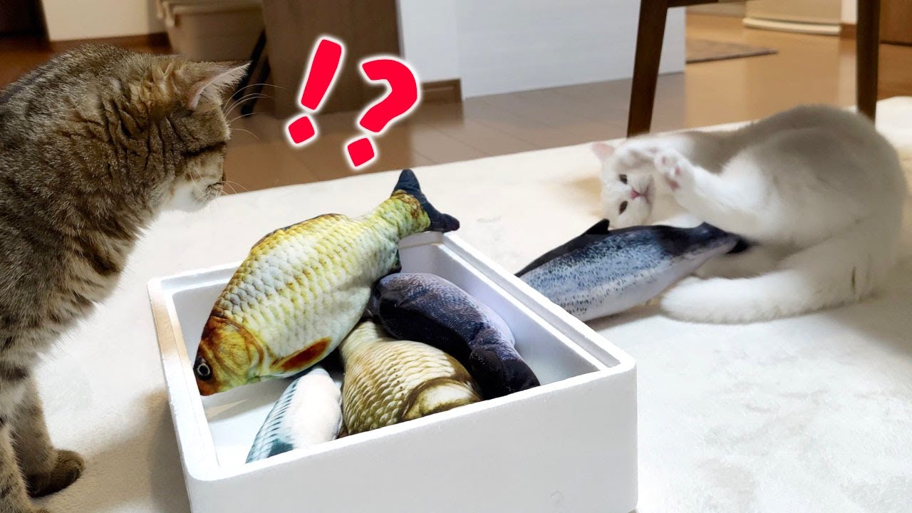 動くリアルな魚を猫たちに見せてみると…