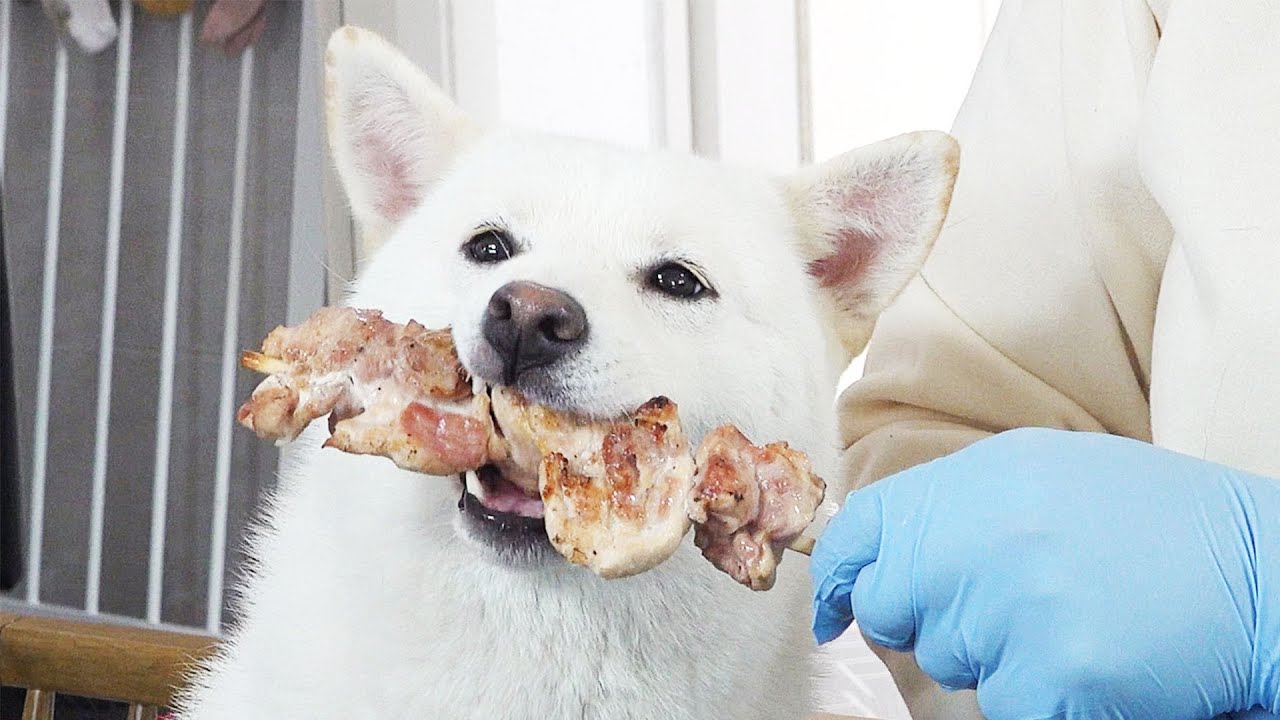 강아지랑 꼬치구이 나눠 먹어요!