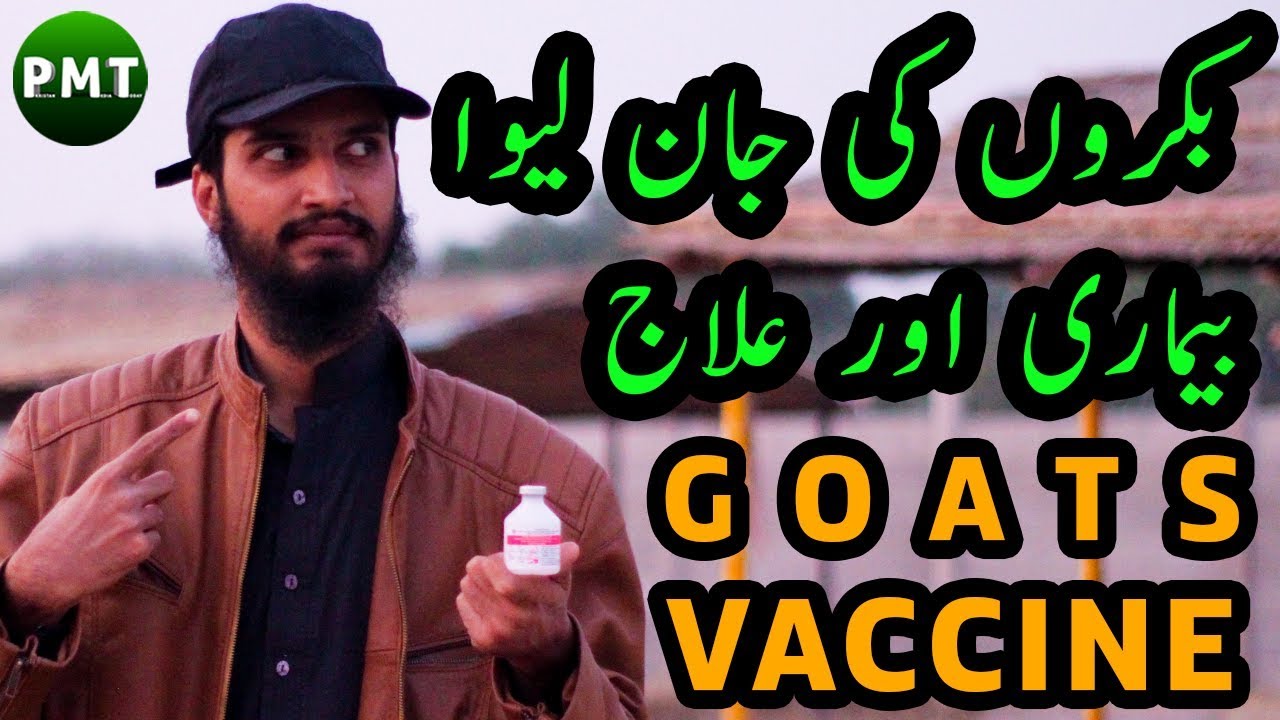 FMD Goats Vaccination - Goats Medicine & Treatment in Urdu / Hindi