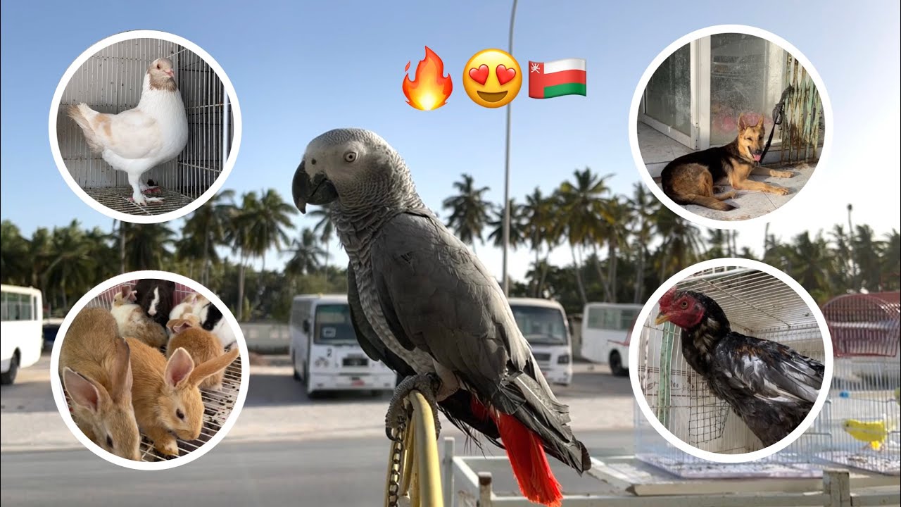 جولة في أسواق الحافة لبيع كافة أنواع الحيوانات الأليفة🦜🐕🐇 سلطنة عُمان_صلالة
