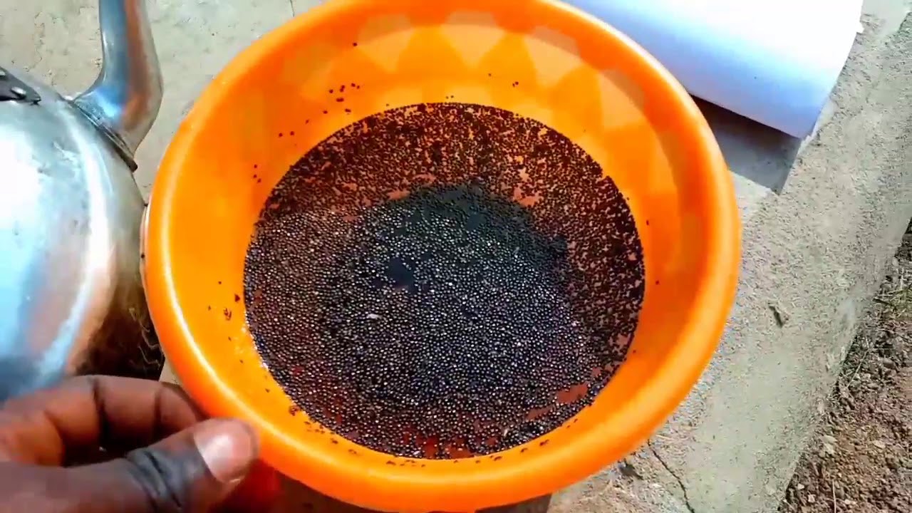 Practical Application Knowledge || How To Plant Jute Vegetable Seed By Parboiling