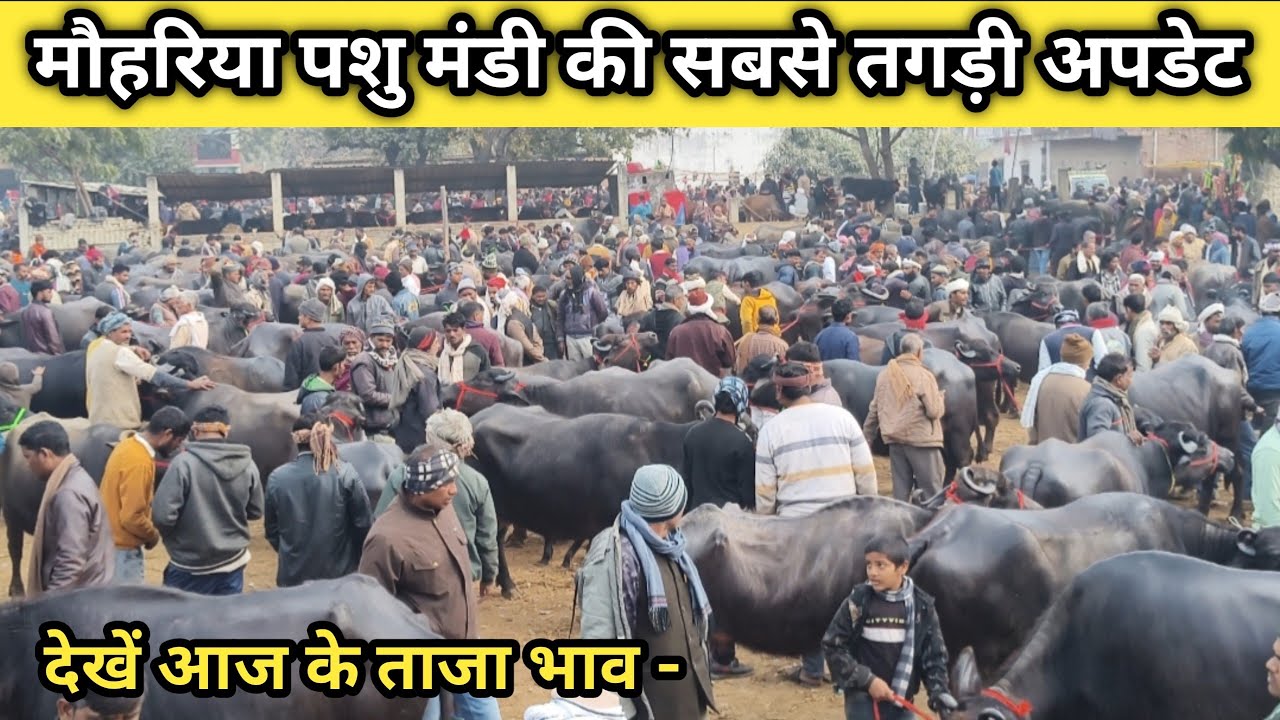 मौहरिया पशु मंडी (उत्तर प्रदेश) 
