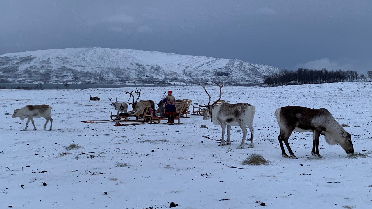 REINDEER SLEDDING WITH THE SAMI IN TROMSØ, NORWAY