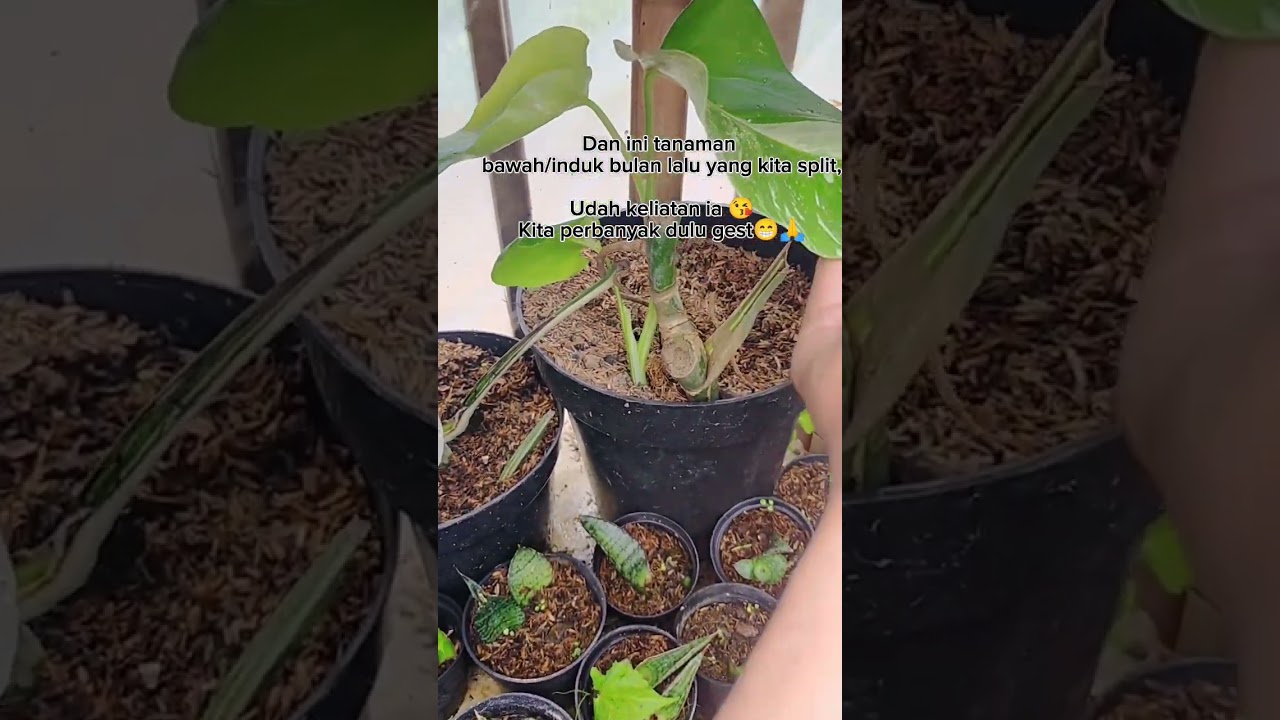 Perbanyak monstera varigata dengan cara di split, 