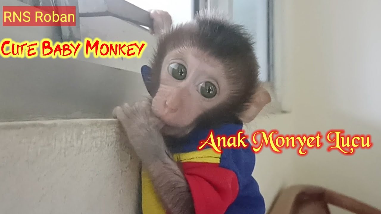 Cute Baby Monkey‼️#monkey #monyet #beruk #monpai #rnsroban #babymonkey #monpay @Babymonkey1