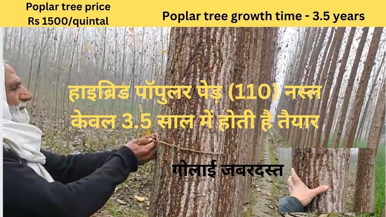 Hybrid Poplar Tree Growth Rate 3.5 years | Poplar tree harvesting time