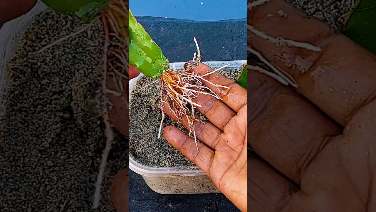 How to grow dragon tree from dragon branch cutting | #highlights #shortvideo