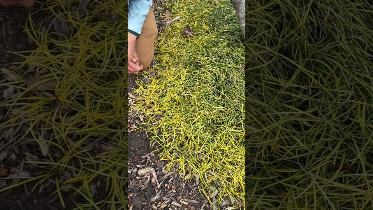Liriope minor 'Gotemba Gold' — редкая лириопе с золотистой листвой.