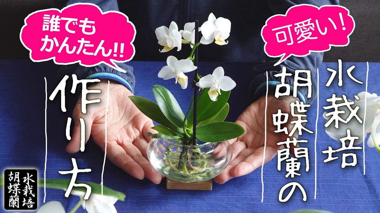 【誰でも簡単!】可愛い水栽培胡蝶蘭の作り方【特別な道具不要】