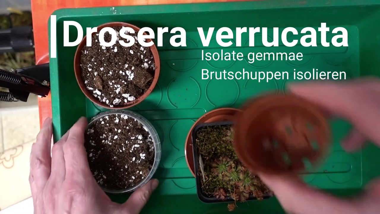 Drosera verrucata Brutschuppen/gemmae Isolation