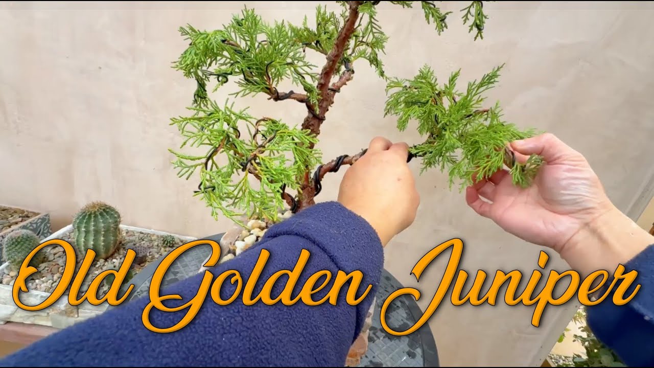 Creating a Stunning Bonsai from Old Gold Juniper 🌿✨