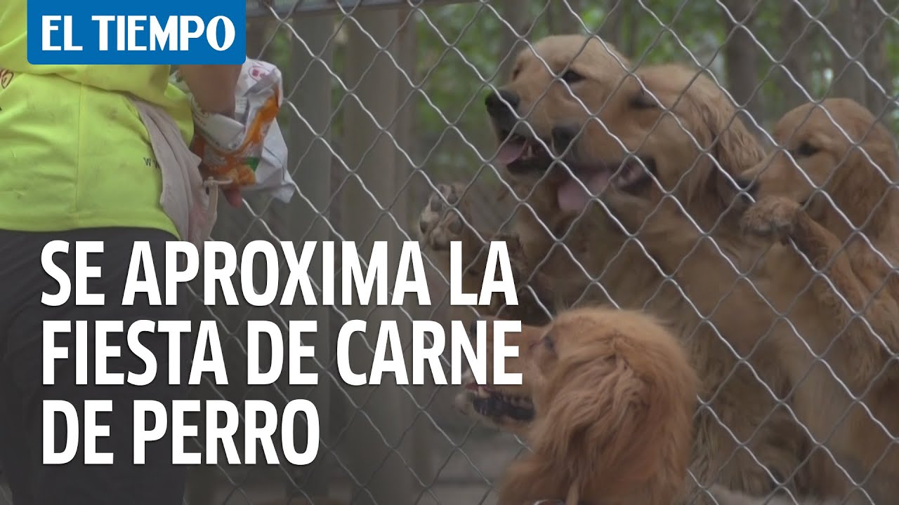 La fiesta de la carne de perro en China, víctima colateral del coronavirus