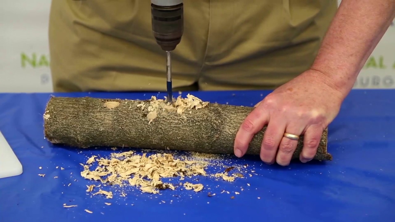 How to Make a Winter Bird Feeder?