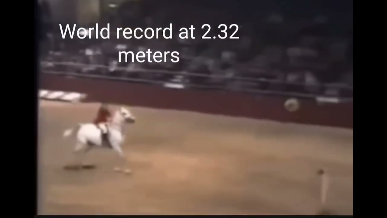 World Record for tallest horse jump at 2.32 meters