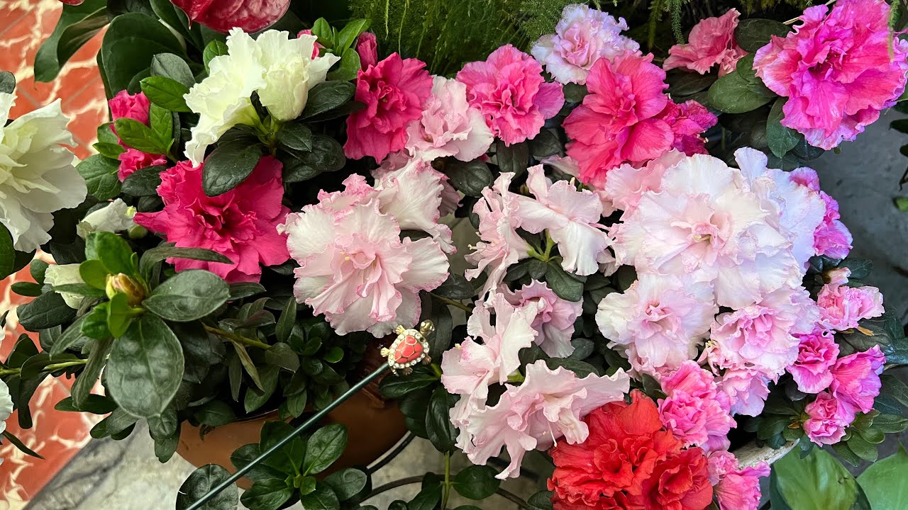 3 Cosas y Explotan en Flor las Azaleas