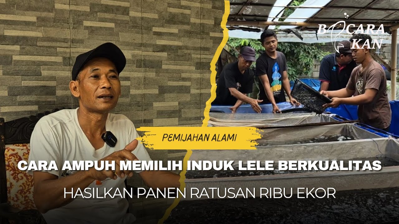MANAJEMEN INDUK YANG BAIK HASILKAN INDUK LELE PRODUKTIF DAN BENIH BERKUALITAS