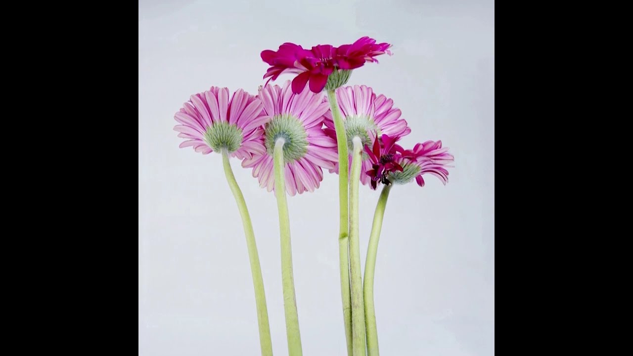 pink herbera