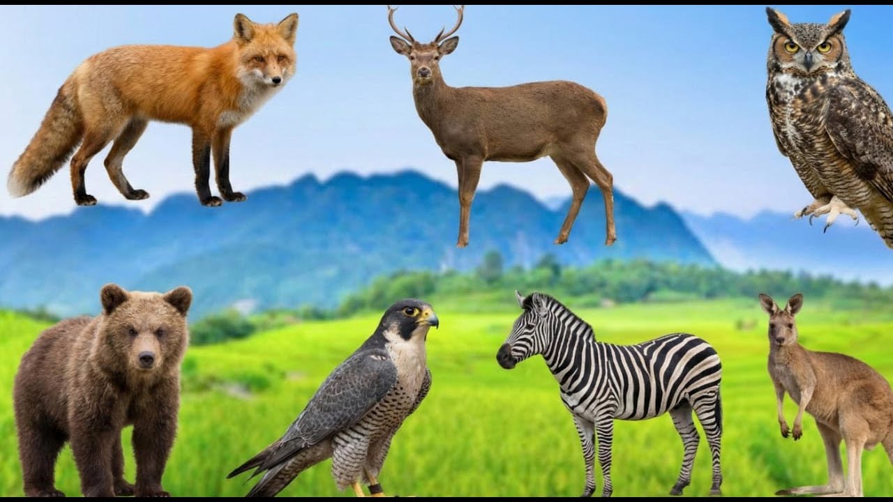 Cute Animals - Lion, Monkey, Horse, Rhinoceros, Flamingo, Camel - Familiar Animals