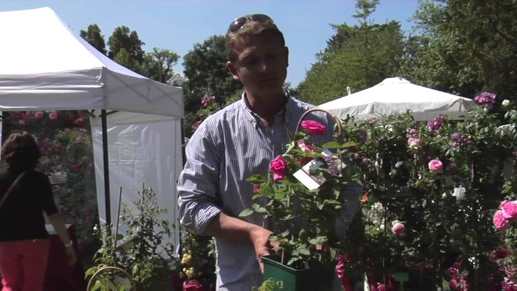 Les ROSIERS GRIMPANTS, CULTURE et ENTRETIEN