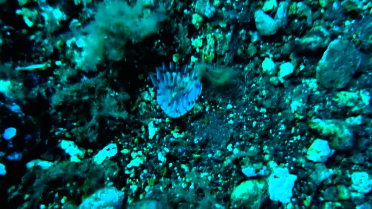Scoglio della Sirenetta a Vulcano