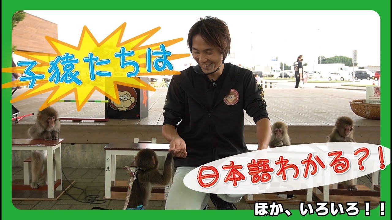 ニホンザルは賢い？！子猿たちが日本語を理解しているかテストしてみた。