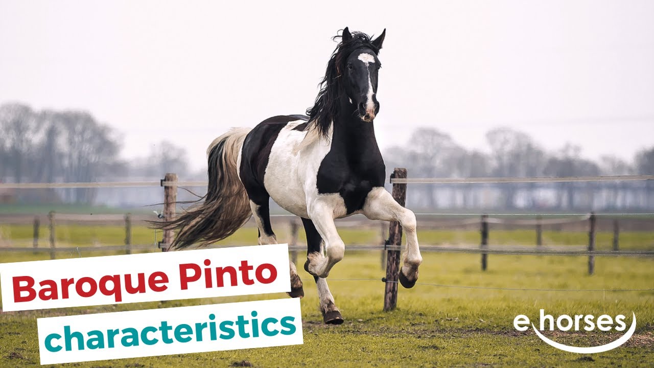 Baroque Pinto | characteristics, origin & disciplines