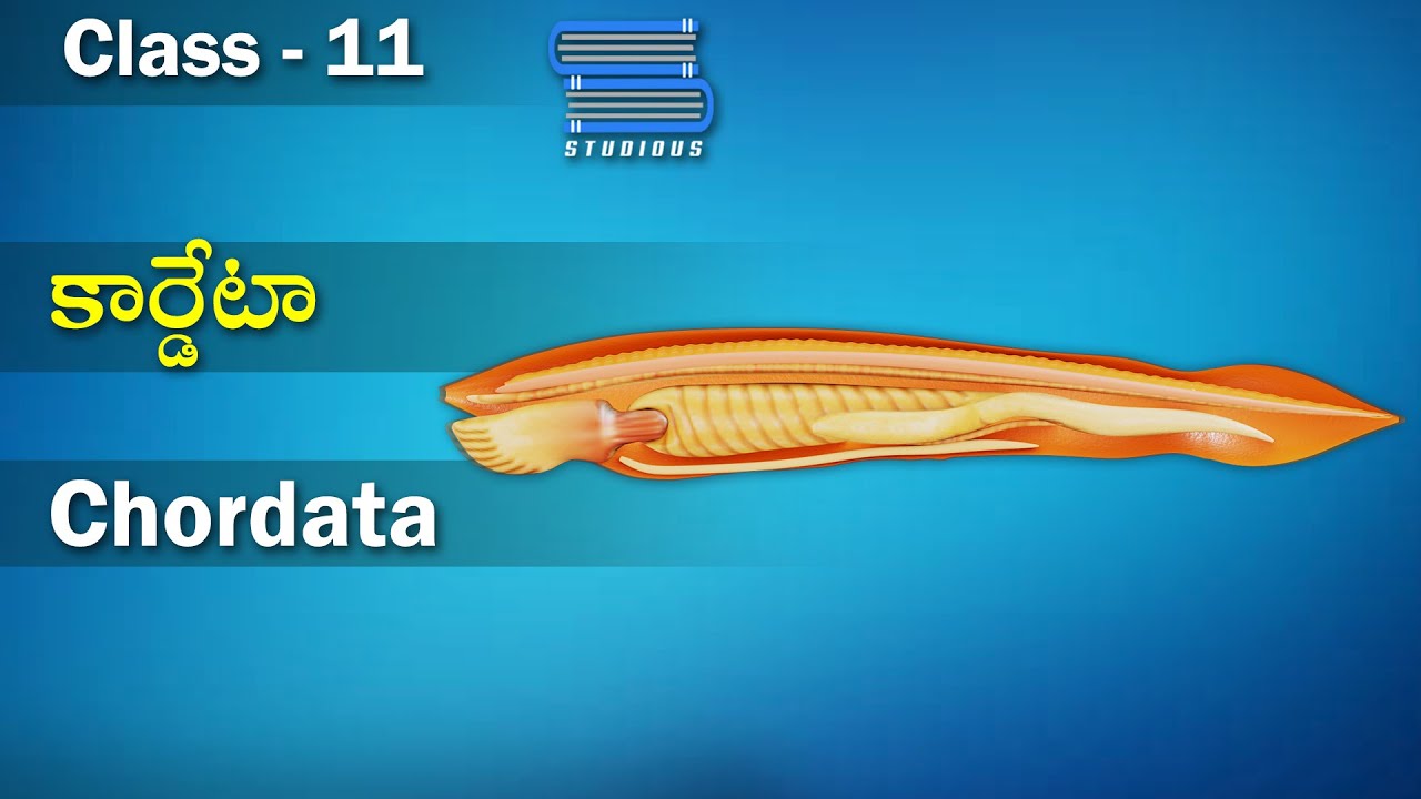 కార్దేటా - Chordata | Animal Kingdom | Biology Telugu | Class 11 Telugu | Bipc Telugu | Inter 1 Year