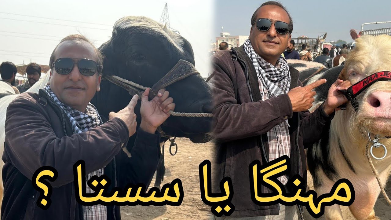 Hyderabad Cattle Market Today | Real Prices, Real Deals & Full Reality