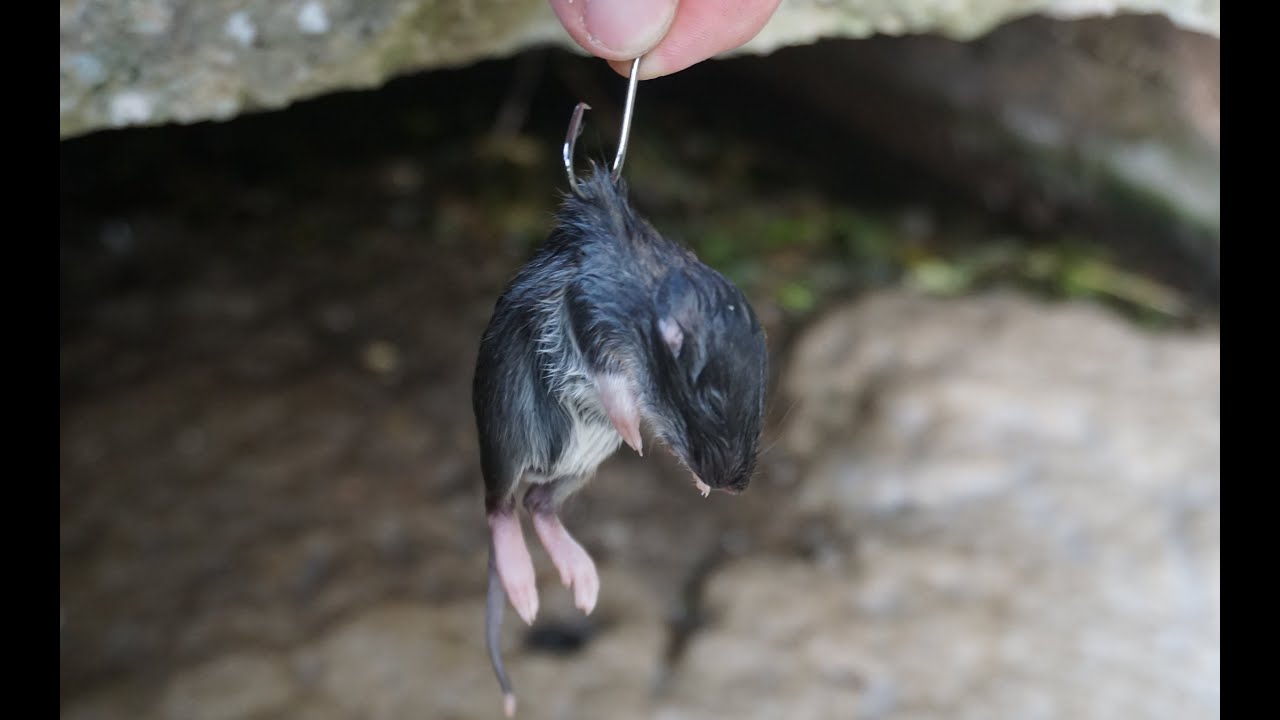 Drain Fish Eat RATS and MICE