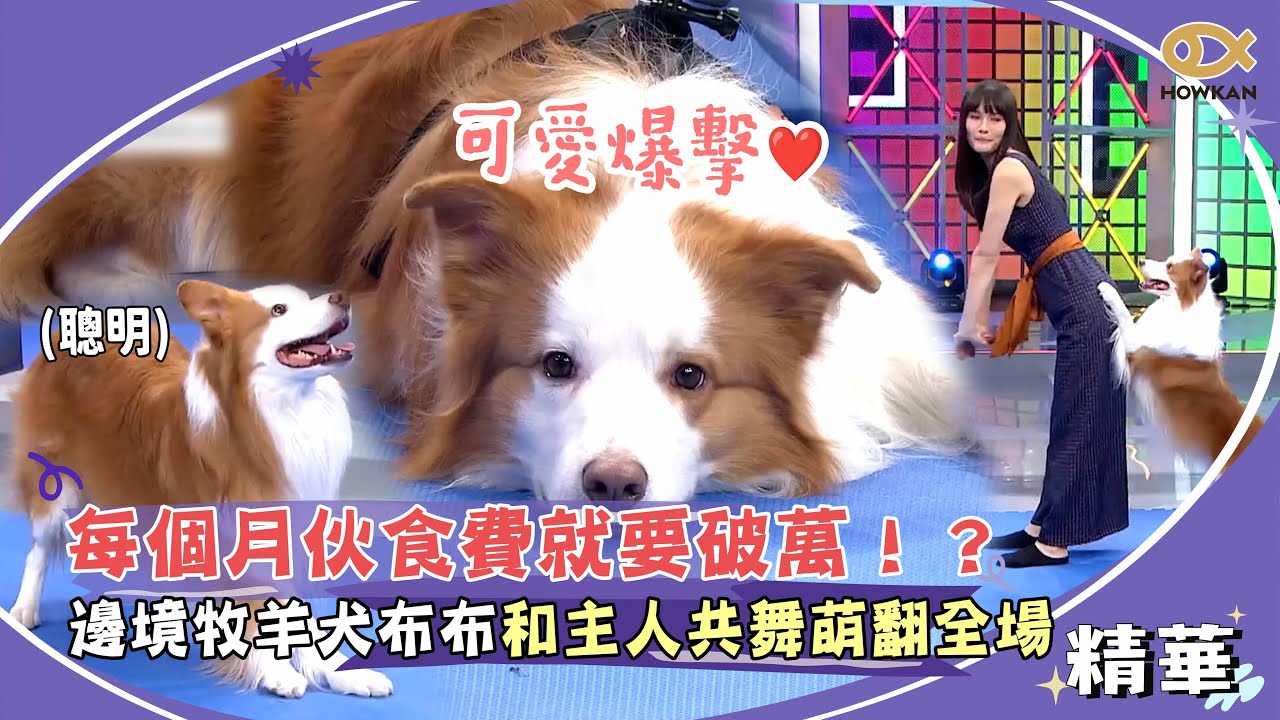 每個月伙食費就要破萬！？邊境牧羊犬布布和主人共舞萌翻全場！｜綜藝大熱門